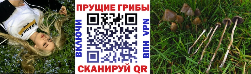 Псилоцибиновые грибы мухоморы  наркошоп  Красноармейск 