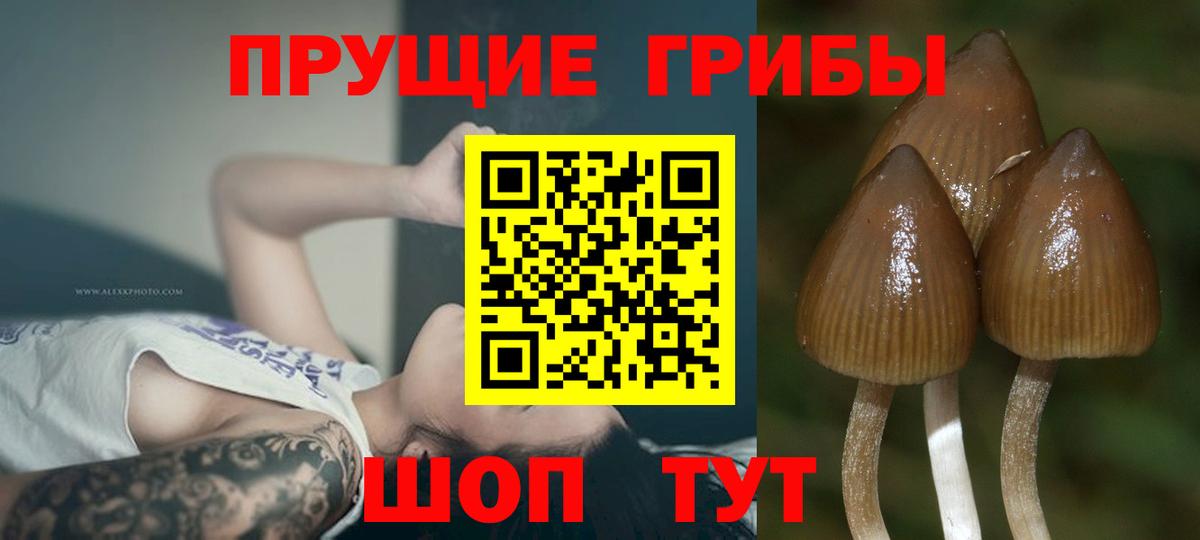 Псилоцибиновые грибы мухоморы  Вход с VPN  наркотики  Псилоцибиновые грибы Psilocybe  Красноармейск 